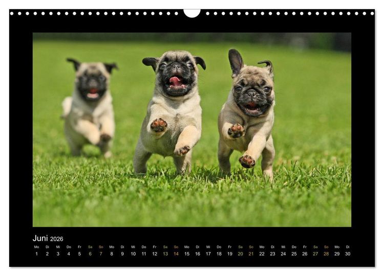 Produktbild: Der Feldfurchen-Mops (Wandkalender 2026 DIN A3 quer), CALVENDO Monatskalender