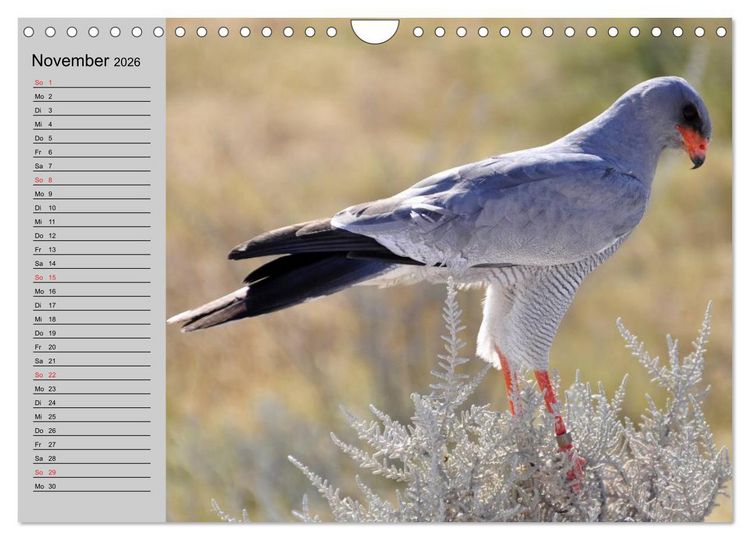Produktbild: Falken und Greifv&ouml;gel - Edle J&auml;ger (Wandkalender 2026 DIN A4 quer), CALVENDO Monatskalender