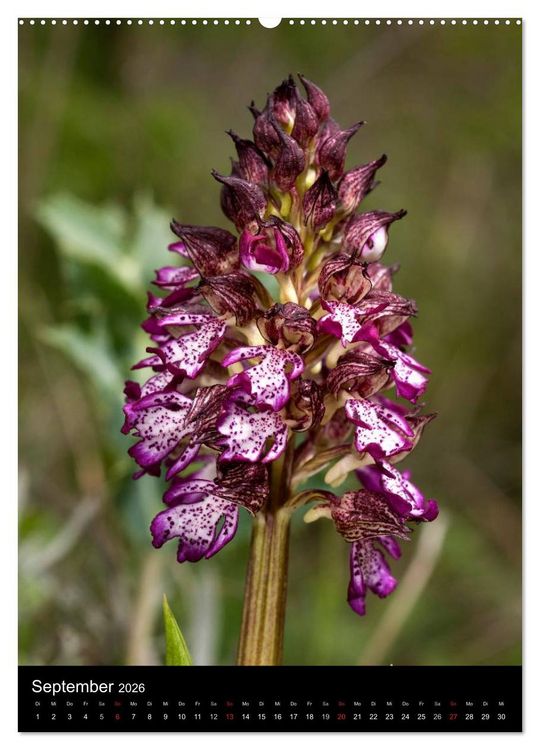 Produktbild: Orchideen in S&uuml;deuropa (hochwertiger Premium Wandkalender 2026 DIN A2 hoch), Kunstdruck in Hochglanz
