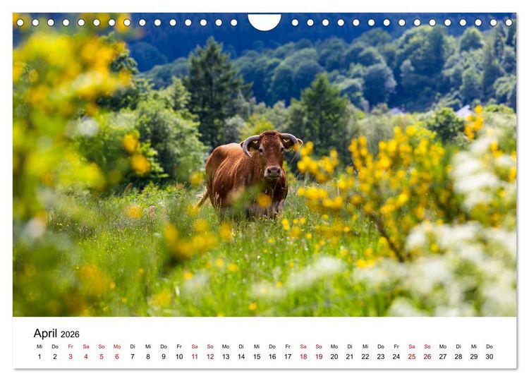 Produktbild: Westfeld-Ohlenbach im Wechsel der Jahreszeiten (Wandkalender 2026 DIN A4 quer), CALVENDO Monatskalender