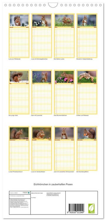 Produktbild: Familienplaner 2026 - Eichh&ouml;rnchen in zauberhaften Posen mit 5 Spalten (Wandkalender, 21 x 45 cm) CALVENDO