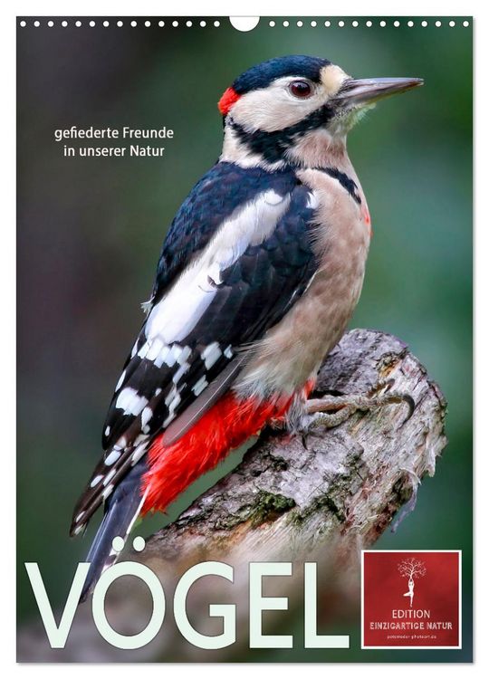 Produktbild: V&ouml;gel - gefiederte Freunde in unserer Natur (Wandkalender 2026 DIN A3 hoch), CALVENDO Monatskalender
