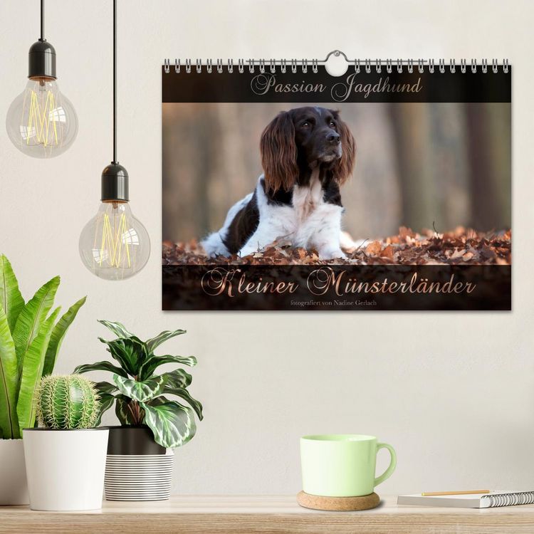 Produktbild: Passion Jagdhund - Kleiner M&uuml;nsterl&auml;nder (Wandkalender 2026 DIN A4 quer), CALVENDO Monatskalender