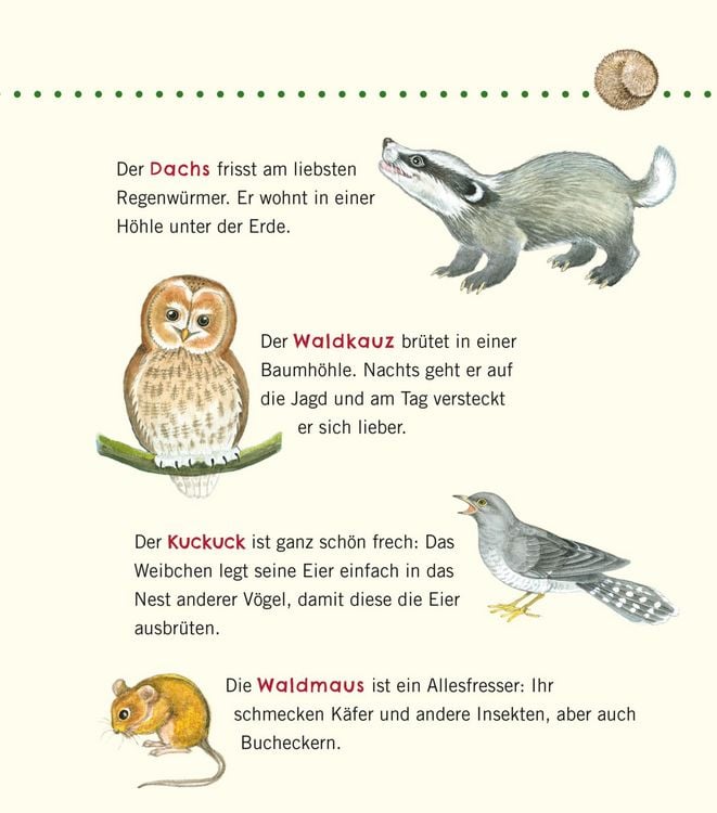 Produktbild: Unkaputtbar: Erstes Wissen: Im Wald