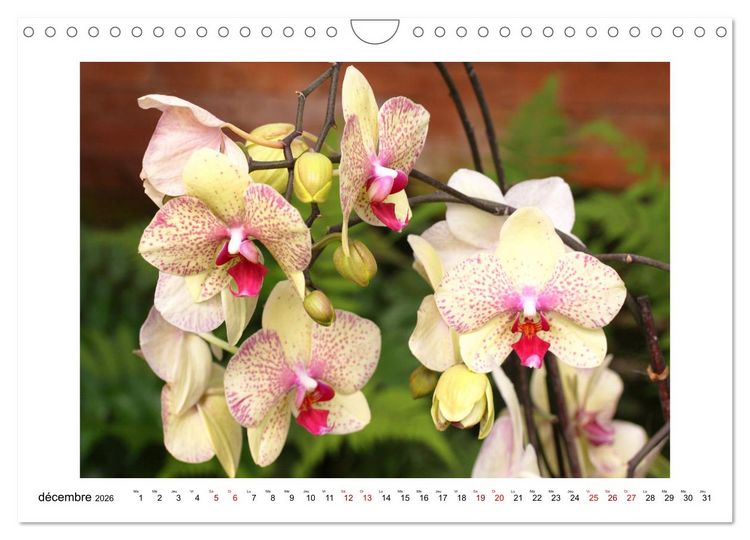 Produktbild: Mon r&ecirc;ve d'orchid&eacute;es (Calendrier mural 2026 DIN A4 vertical), CALVENDO calendrier mensuel
