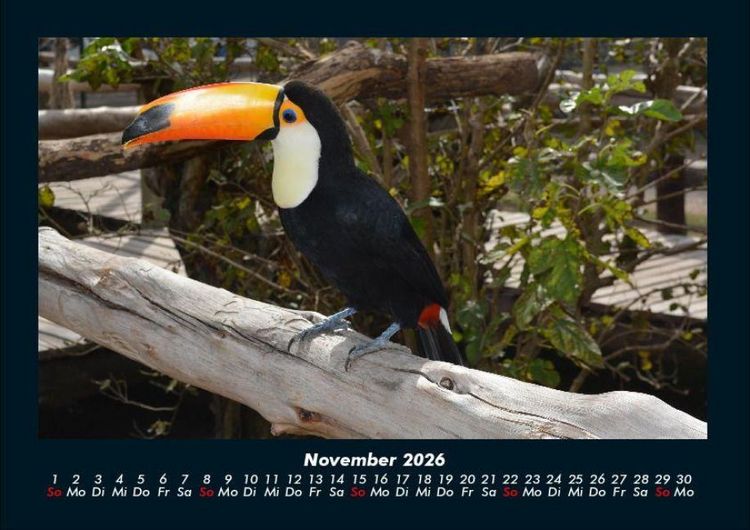 Produktbild: Vogelparadies 2026 Fotokalender DIN A4