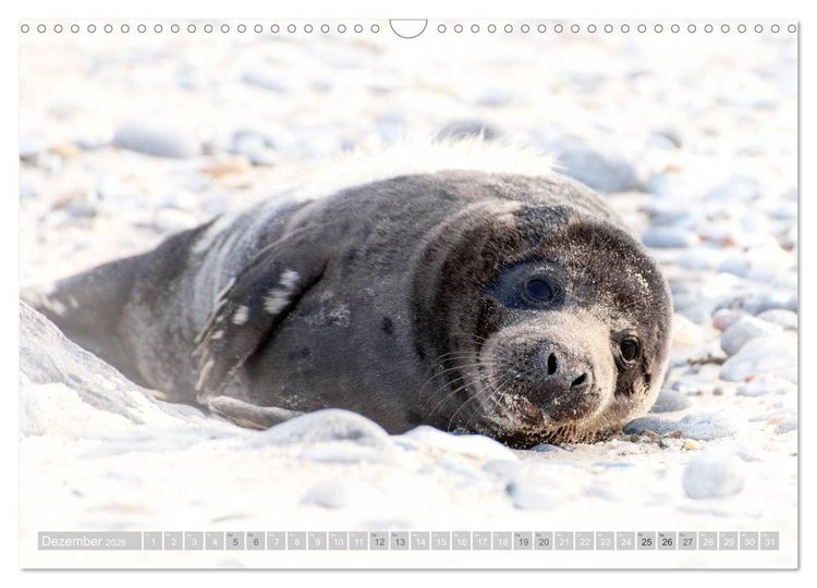 Produktbild: Kegelrobben - Die Kegelrobben von Helgoland (Wandkalender 2026 DIN A3 quer), CALVENDO Monatskalender