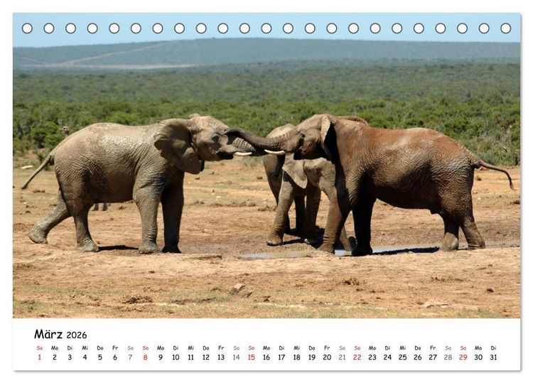Produktbild: Afrikanische Elefanten in ADDO (Tischkalender 2026 DIN A5 quer), CALVENDO Monatskalender