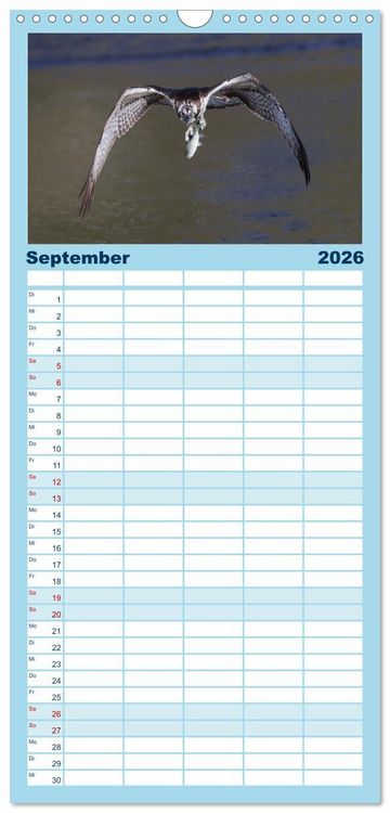 Produktbild: Familienplaner 2026 - Fischadler - Meister des Sturzfluges mit 5 Spalten (Wandkalender, 21 x 45 cm) CALVENDO