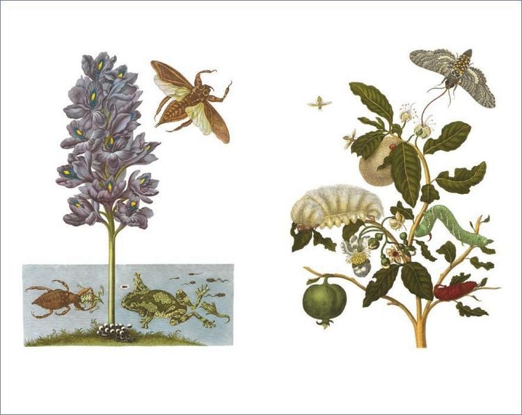 Produktbild: Das Insektenbuch