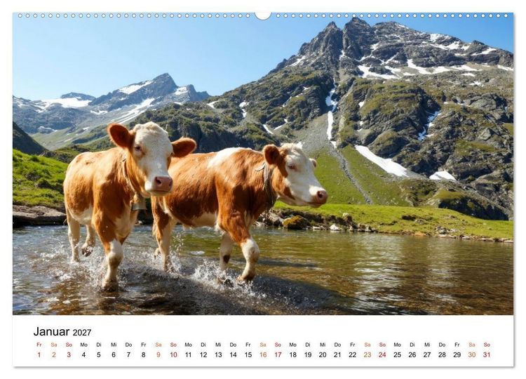 Produktbild: Bergk&uuml;he auf der Alm - Natur pur (hochwertiger Premium Wandkalender 2027 DIN A2 quer), Kunstdruck in Hochglanz