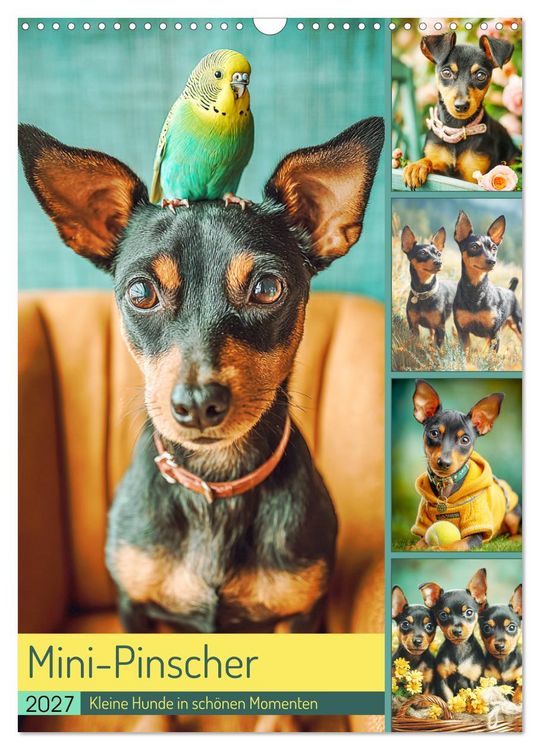 Produktbild: Mini-Pinscher. Kleine Hunde in sch&ouml;nen Momenten (Wandkalender 2027 DIN A3 hoch), CALVENDO Monatskalender