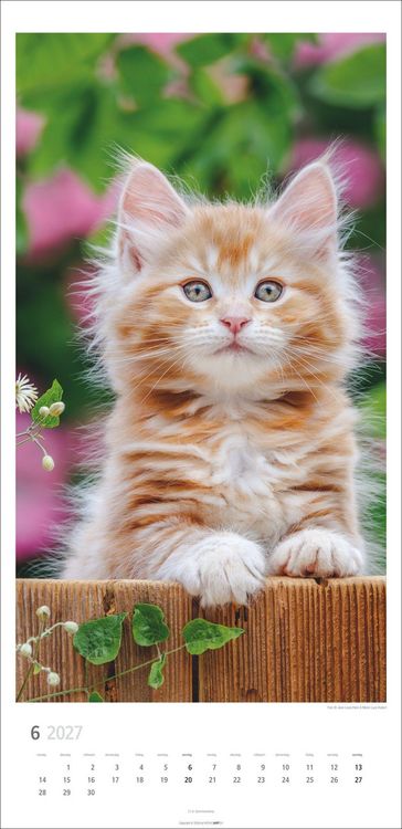 Produktbild: Katzen Kalender 2027