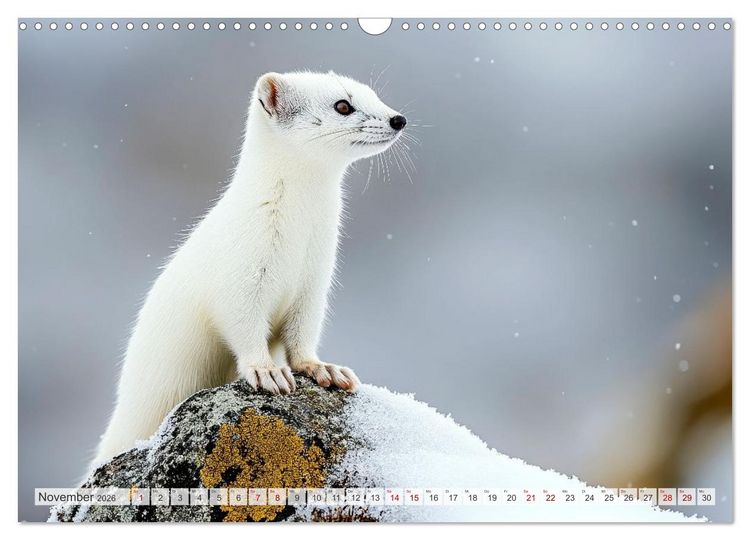 Produktbild: ARKTISCHE TIERE Im Reich der K&auml;lte (Wandkalender 2026 DIN A3 quer), CALVENDO Monatskalender