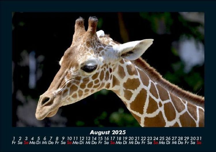 Produktbild: Giraffen 2025 Fotokalender DIN A5