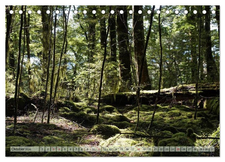 Produktbild: Prim&auml;rwald - Neuseeland (Tischkalender 2026 DIN A5 quer), CALVENDO Monatskalender