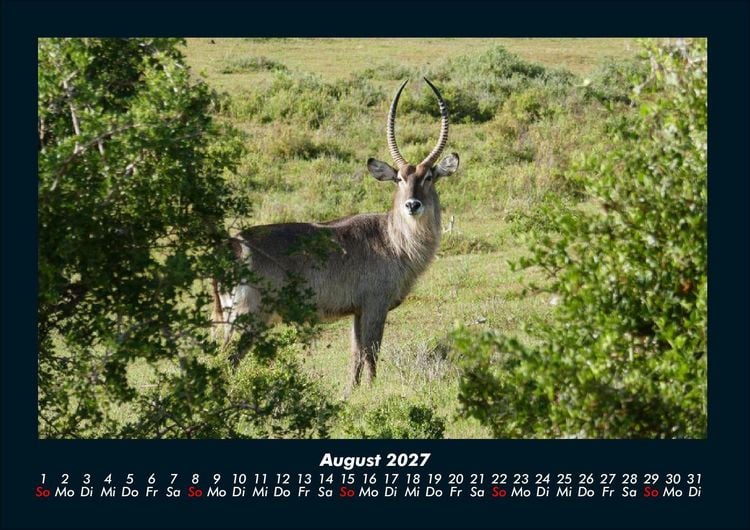 Produktbild: Der Tierkalender 2027 Fotokalender DIN A4