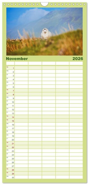 Produktbild: Familienplaner 2026 - Schafe - Weich und wollig mit 5 Spalten (Wandkalender, 21 x 45 cm) CALVENDO