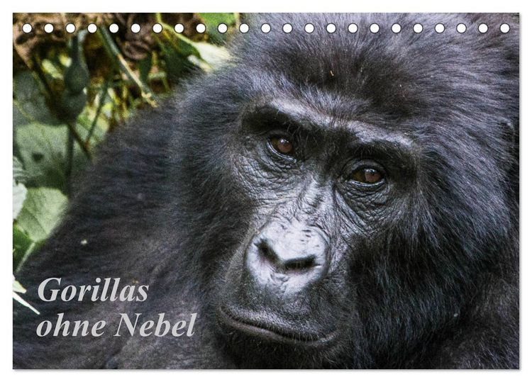 Produktbild: Gorillas ohne Nebel (Tischkalender 2026 DIN A5 quer), CALVENDO Monatskalender