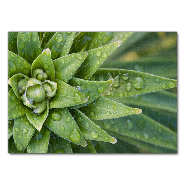 Produktbild: Lais Puzzle Pflanze im Regen 1000 Teile