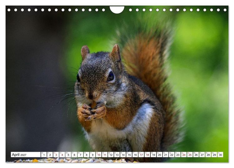 Produktbild: Eichh&ouml;rnchen - Kleine Tiere mit gro&szlig;em Charakter (Wandkalender 2027 DIN A4 quer), CALVENDO Monatskalender
