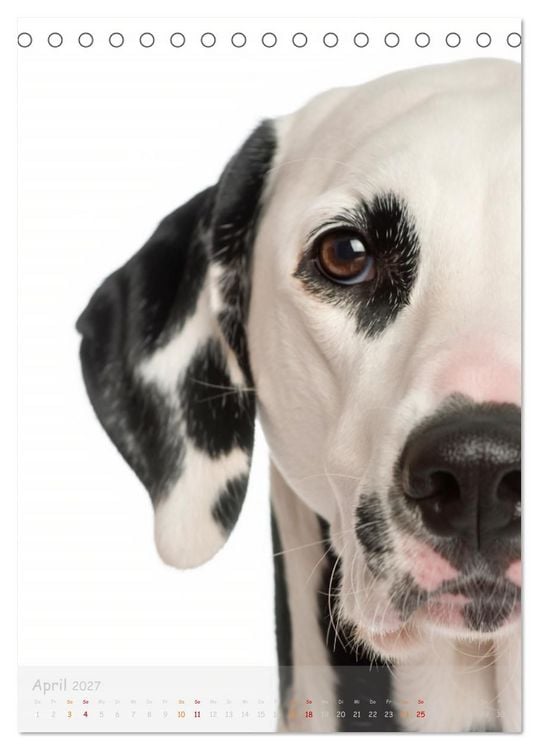 Produktbild: &bdquo;Ein Jahr mit treuen Blicken&ldquo; (Tischkalender 2027 DIN A5 hoch), CALVENDO Monatskalender