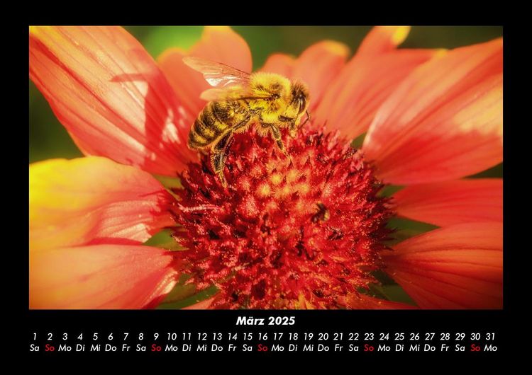 Produktbild: Bienen 2025 Fotokalender DIN A3
