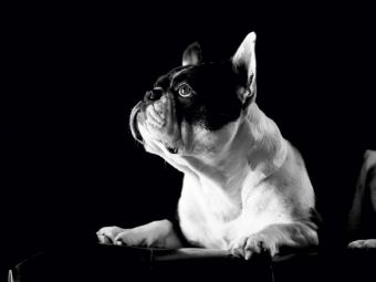 Produktbild: CALVENDO Puzzle Juno - Franz&ouml;sische Bulldogge, 4 Jahre 1000 Teile Puzzle quer | 1000 Teile Lege-Gr&ouml;&szlig;e 64 &times; 48 cm Foto-Puzzle f&uuml;r gl&uuml;ckliche Stunden