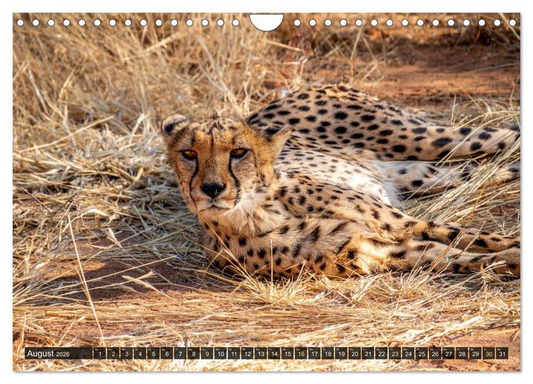 Produktbild: Zwischen Namib und Kalahari (Wandkalender 2026 DIN A4 quer), CALVENDO Monatskalender