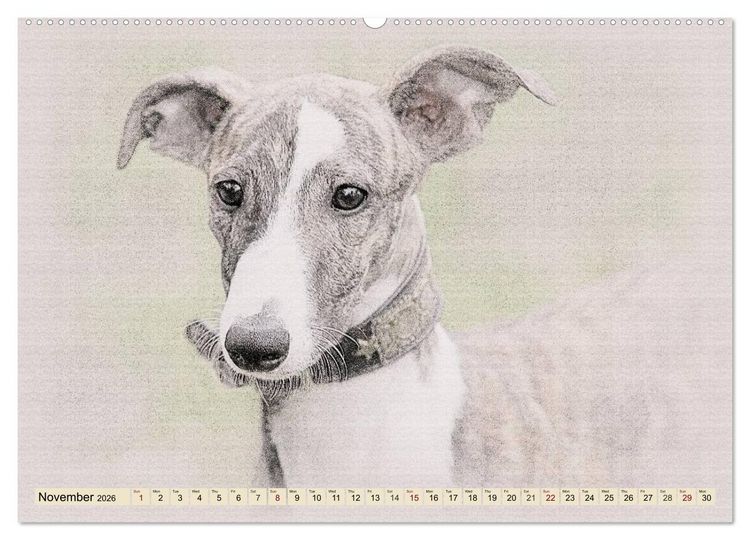 Produktbild: Whippets 2026 (High Quality Premium Wall Calendar 2026 DIN A2 landscape),CALVENDO 12 Month Wall Calendar
