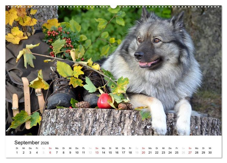 Produktbild: Der Wolfsspitz (Wandkalender 2026 DIN A2 quer), CALVENDO Monatskalender