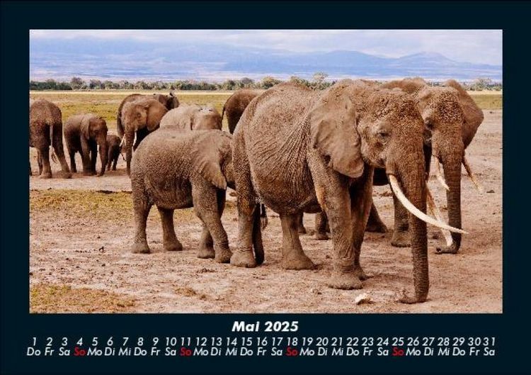 Produktbild: Elefanten 2025 Fotokalender DIN A5
