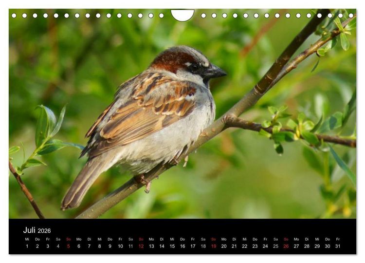 Produktbild: Freche Spatzen (Wandkalender 2026 DIN A4 quer), CALVENDO Monatskalender
