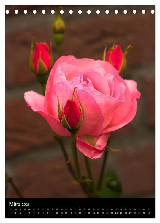 Produktbild: Zauberhafte Rosen (Tischkalender 2026 DIN A5 hoch), CALVENDO Monatskalender
