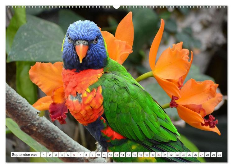 Produktbild: Bunte Vielfalt in der Vogelwelt (Wandkalender 2026 DIN A2 quer), CALVENDO Monatskalender