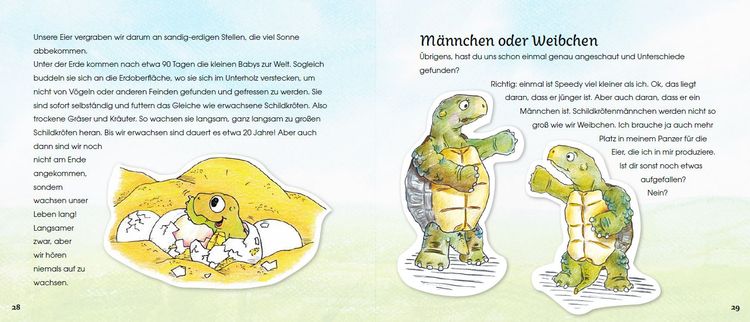 Produktbild: Griechische Landschildkr&ouml;ten