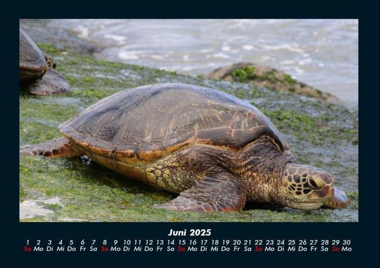 Produktbild: Schildkr&ouml;tenzauber 2025 Fotokalender DIN A4