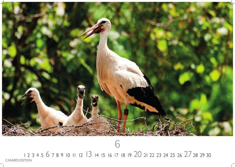 Produktbild: St&ouml;rche Kalender 2027 &ndash; Wandkalender | Fotokalender Tierkalender 35x50cm Grosses Format - Inspirierende Storch-Motive f&uuml;r Natur- und Tierkalenderliebhaber.