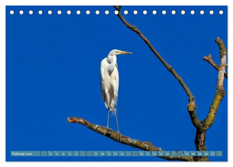 Produktbild: Reiher - auf langen Beinen (Tischkalender 2026 DIN A5 quer), CALVENDO Monatskalender
