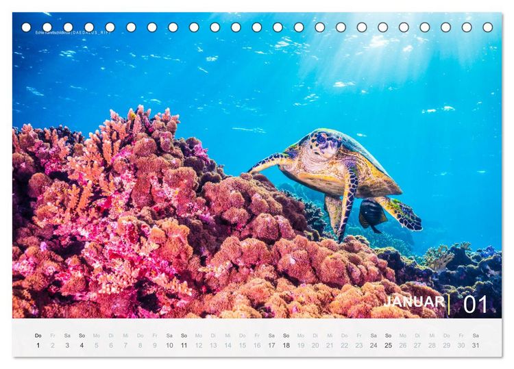 Produktbild: Die sch&ouml;nsten Korallenriffe zum Tauchen in &Auml;gypten (Tischkalender 2026 DIN A5 quer), CALVENDO Monatskalender