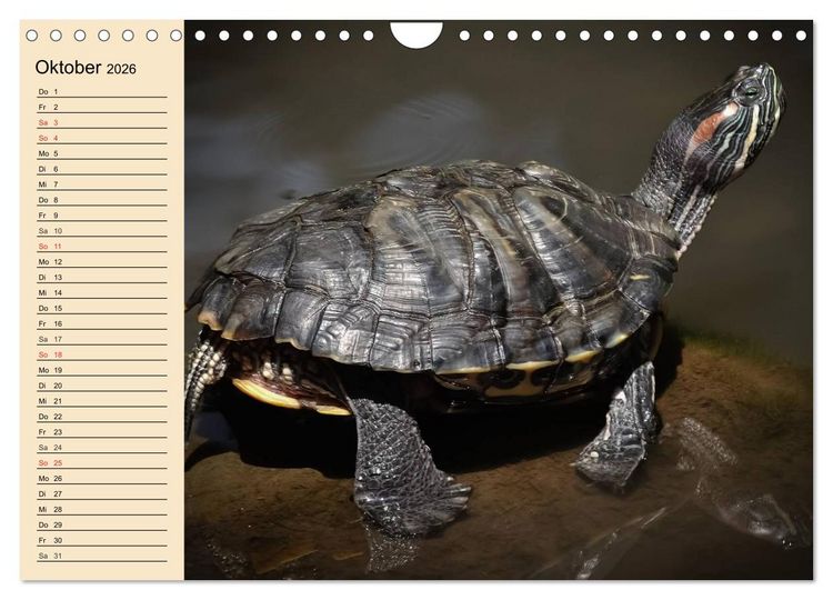 Produktbild: Reptilien. Schlangen, Echsen und Co. (Wandkalender 2026 DIN A4 quer), CALVENDO Monatskalender