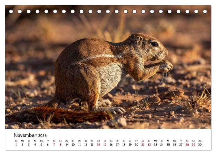 Produktbild: Afrikas kleine Stars (Tischkalender 2026 DIN A5 quer), CALVENDO Monatskalender