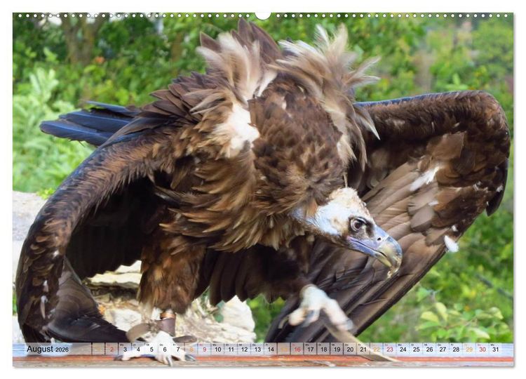 Produktbild: Majest&auml;tische Greifv&ouml;gel (hochwertiger Premium Wandkalender 2026 DIN A2 quer), Kunstdruck in Hochglanz