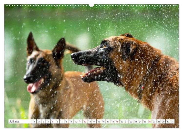 Produktbild: Malinois - belgischer Sch&auml;ferhund (hochwertiger Premium Wandkalender 2026 DIN A2 quer), Kunstdruck in Hochglanz