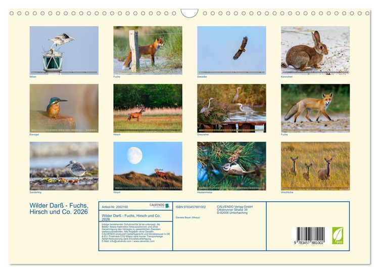 Produktbild: Wilder Dar&szlig; - Fuchs, Hirsch und Co. 2026 (Wandkalender 2026 DIN A3 quer), CALVENDO Monatskalender