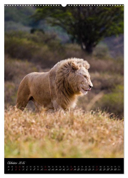 Produktbild: S&uuml;dafrika - Sehenswerte Panorama Route (Wandkalender 2026 DIN A2 hoch), CALVENDO Monatskalender