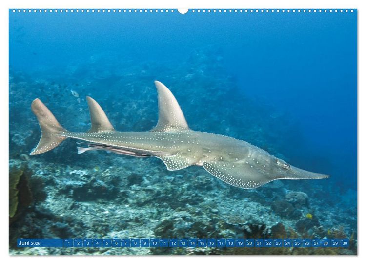 Produktbild: Tauchen: Wunderbares tiefblaues Meer (hochwertiger Premium Wandkalender 2026 DIN A2 quer), Kunstdruck in Hochglanz