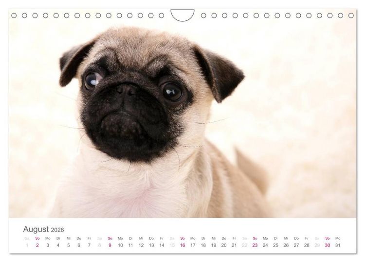 Produktbild: Mopswelpe Emma (Wandkalender 2026 DIN A4 quer), CALVENDO Monatskalender