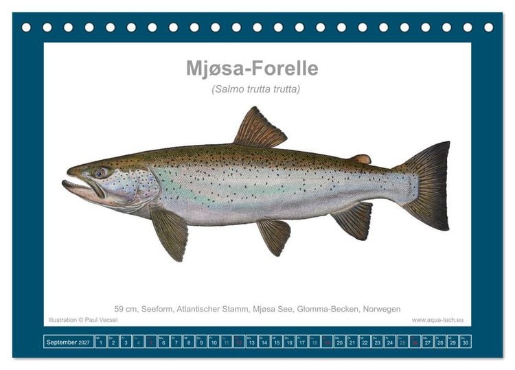Produktbild: Fisch als Kunst 2027: Seeforellen (Tischkalender 2027 DIN A5 quer), CALVENDO Monatskalender