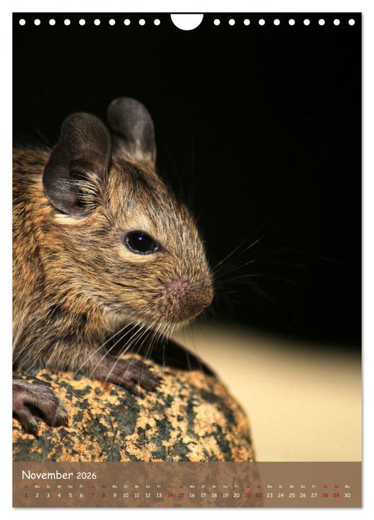 Produktbild: Degus - Winzlinge mit gro&szlig;em Herz (Wandkalender 2026 DIN A4 hoch), CALVENDO Monatskalender